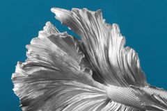 Design Deko Figur Kampffisch CROWNTAIL 35cm silber Betta Fisch Skulptur