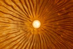 Elegante Design Hängeleuchte GLOW 70cm schwarz gold Hängelampe
