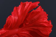 Design Deko Figur Kampffisch CROWNTAIL 35cm rot Betta Fisch Skulptur