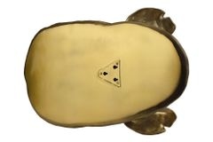 Moderne Wandlampe RHINO 40cm gold Nashorn-Skulptur handmade