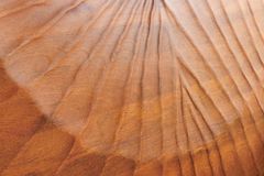 Design Bett SCORPION 180x200cm braun Mangoholz 3D Schnitzerei Massivholz Doppelbett