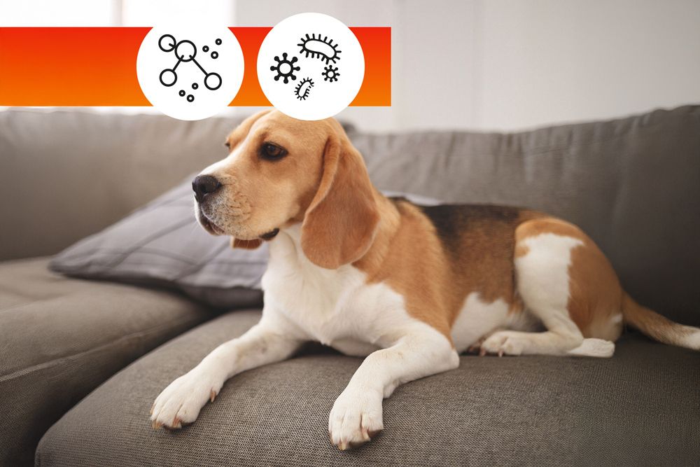 Polsterschutzmittel OA SOFA PROTECTOR 250 ml PFC und VOC frei für Sofa Matratze