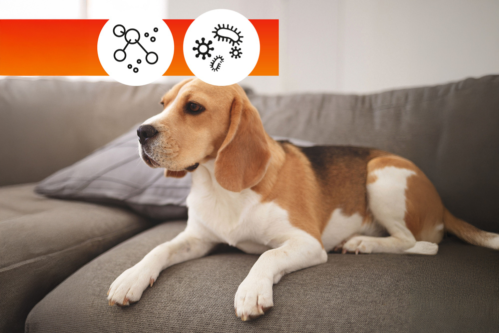 Polsterschutzmittel OA SOFA PROTECTOR 250 ml PFC und VOC frei für Sofa Matratze
